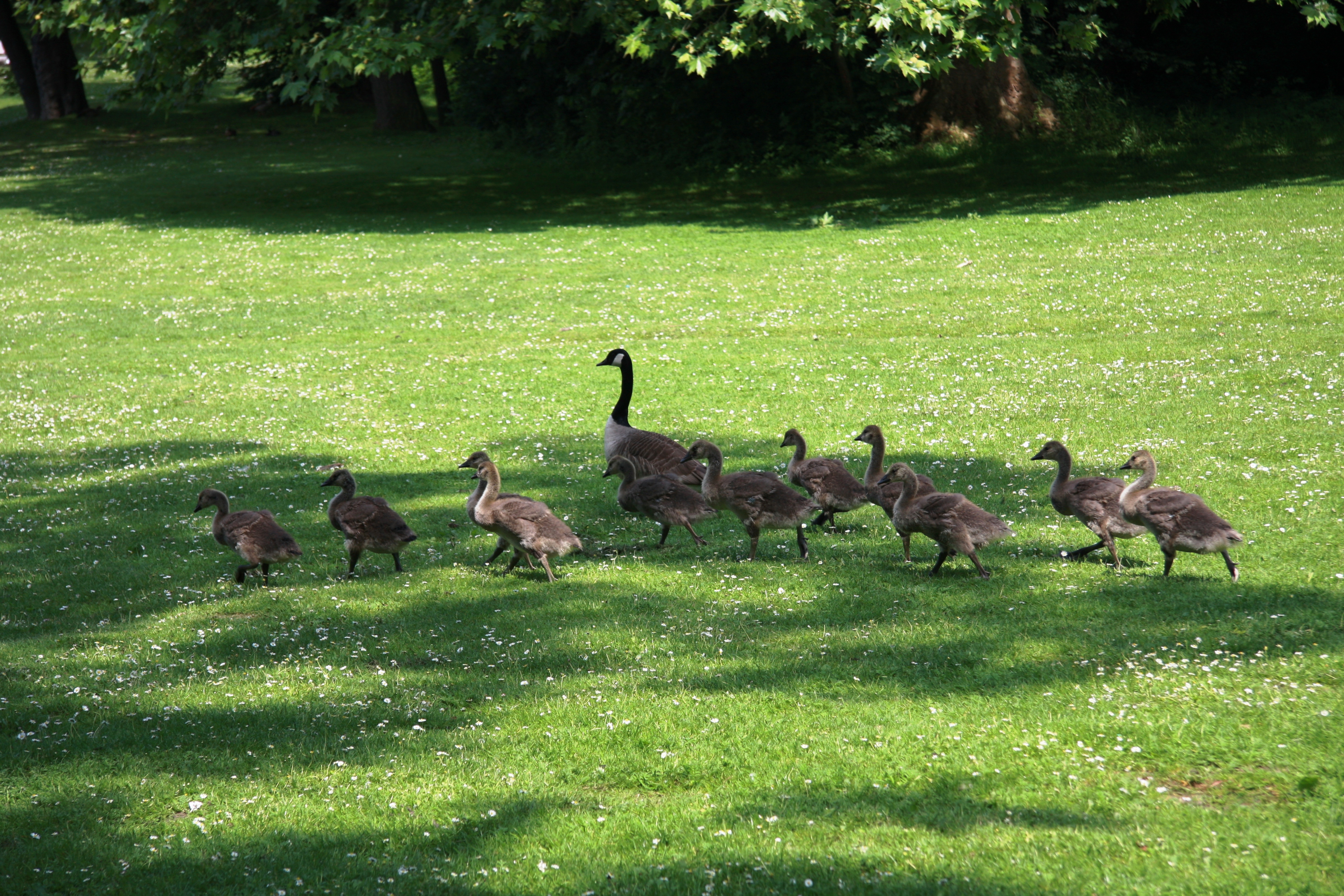 Wild Bird Crossing